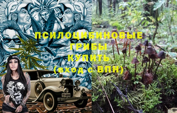 прущие грибы Новодвинск