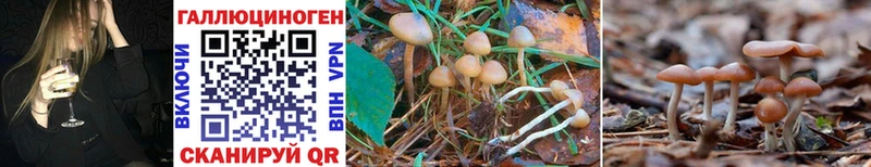 Купить закладки  Хилок  Псилоцибиновые грибы Cubensis 